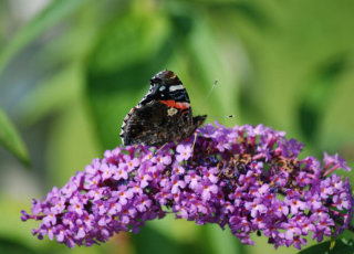 Schmetterling auf Flieder auf Hof Rossruck