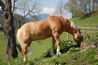 Haflinger auf Hof Rossruck